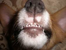 The jaws of the puppy are fierce; beward the jaws of the puppy