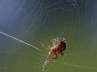 Spider%20Web%20140.jpg